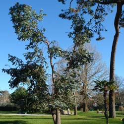 Eucalyptus de Gunn / Eucalyptus gunnii